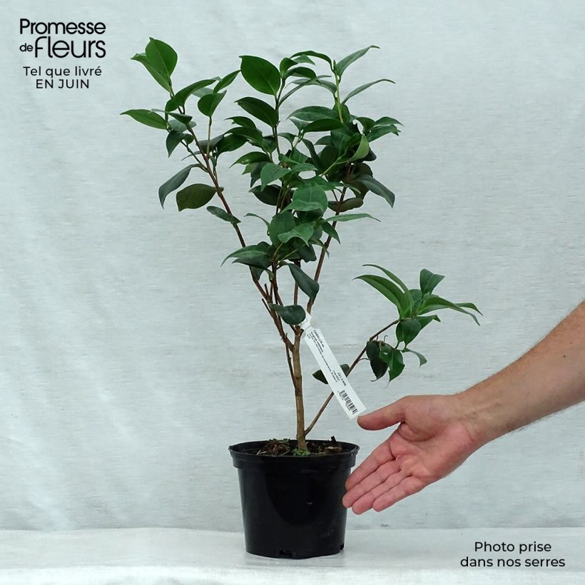 Exemplar von Camellia Virginia Robinson - Japanische Kamelie Topf mit 2L/3L wie im Sommer geliefert