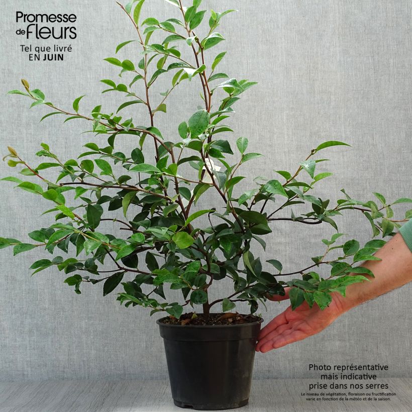 Exemplar von Camellia Cinnamon Cindy - Kamelie Topf mit 3L/4L wie im Sommer geliefert