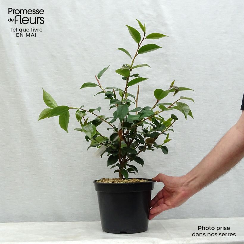 Exemplar von Camellia lutchuensis High Fragrance - Kamelie Topf mit 3L/4LGelieferte Höhe ca. 50/60cm wie im Frühjahr geliefert