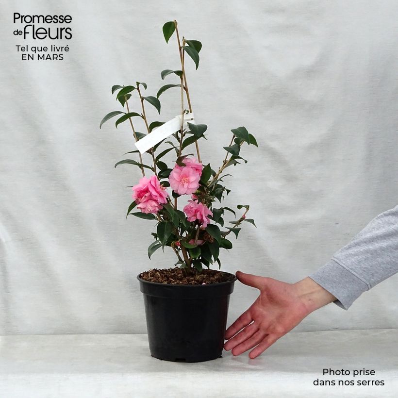 Exemplar von Camellia Spring Festival - Kamelie Topf mit 3L/4L wie im Frühjahr geliefert