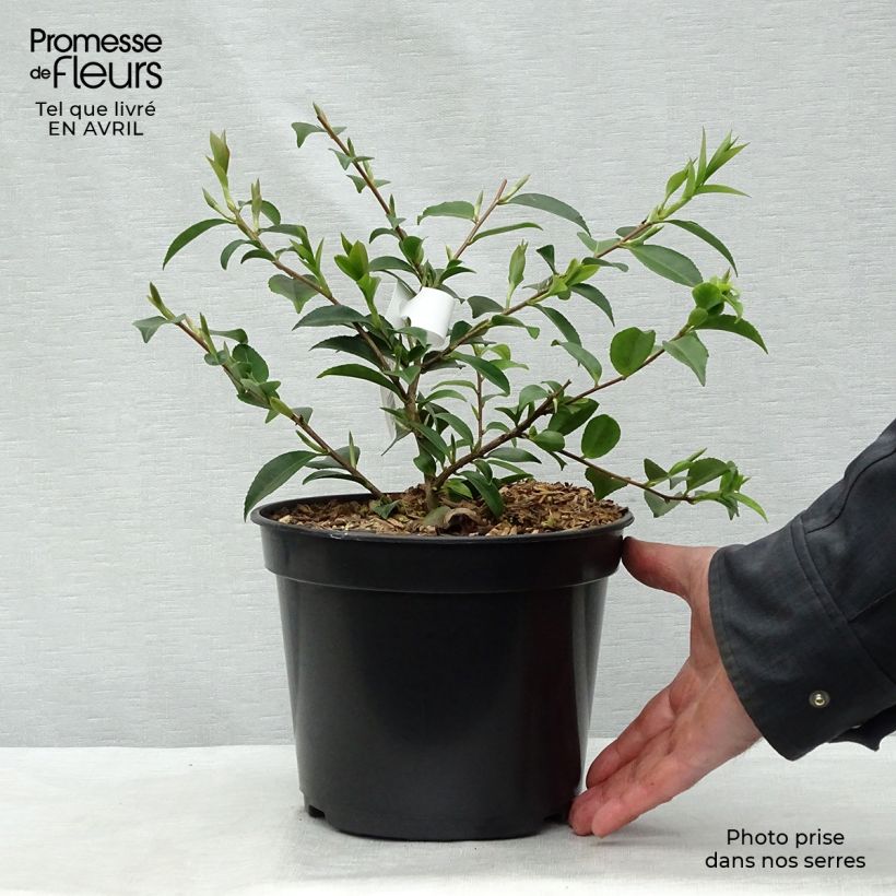 Exemplar von Camellia lutchuensis Sweet Emily Kate - Kamelie Topf mit 4L/5L wie im Frühjahr geliefert