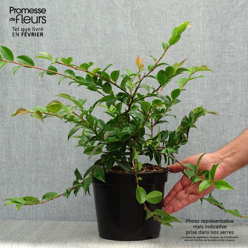 Exemplar von Camellia lutchuensis Sweet Emily Kate - Kamelie Topf mit 4L/5L wie im Herbst geliefert