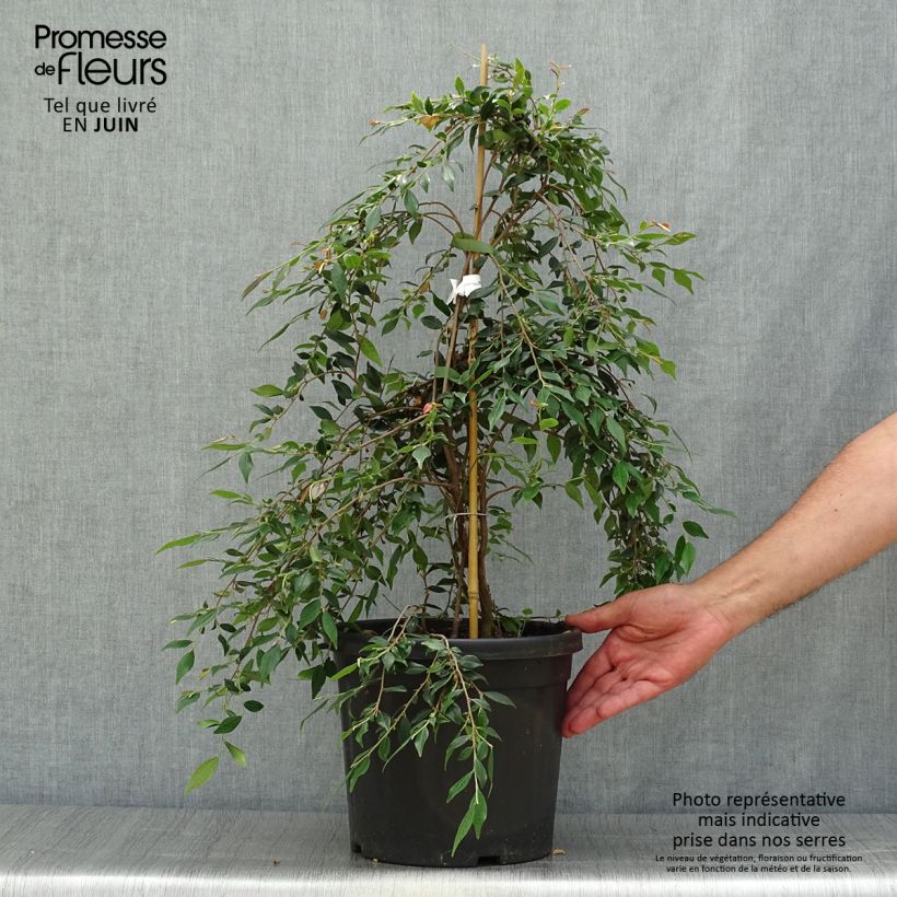 Exemplar von Camellia rosthoriana Cupido - Kamelie Topf mit 7,5L/10L wie im Sommer geliefert