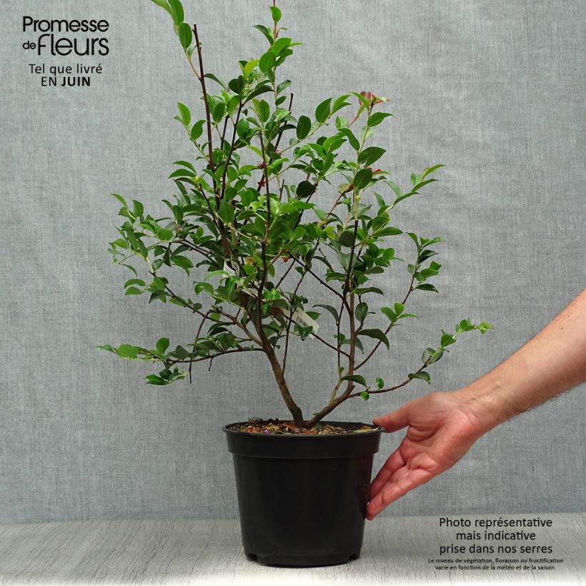 Exemplar von Camellia lutchuensis Fairy blush - Kamelie Topf mit 3L/4L wie im Sommer geliefert