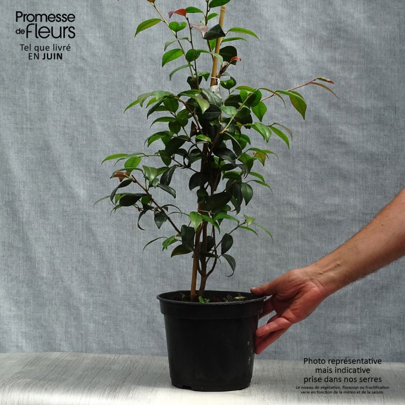 Exemplar von Camellia Gay Baby - Kamelie Topf mit 4L/5L wie im Sommer geliefert