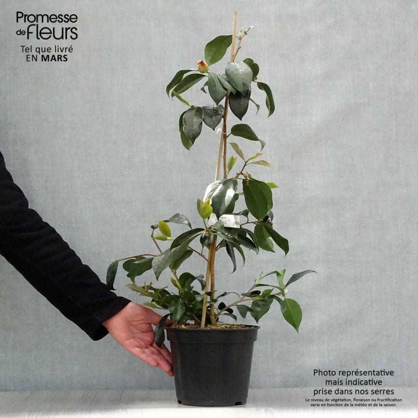 Exemplar von Camellia chandleri Elegans - Japanische Kamelie Topf mit 4L/5L wie im Frühjahr geliefert
