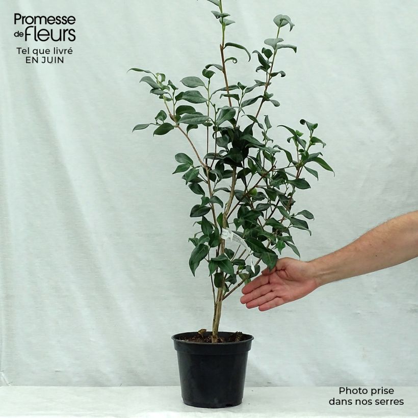 Exemplar von Camellia Marshmallow - Japanische Kamelie Topf mit 4L/5L wie im Sommer geliefert