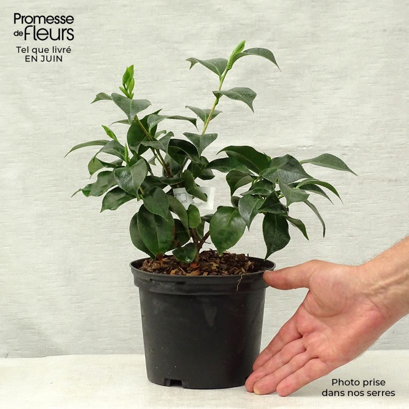 Exemplar von Camellia Botanyuki - Kamelie Topf mit 2L/3L wie im Sommer geliefert