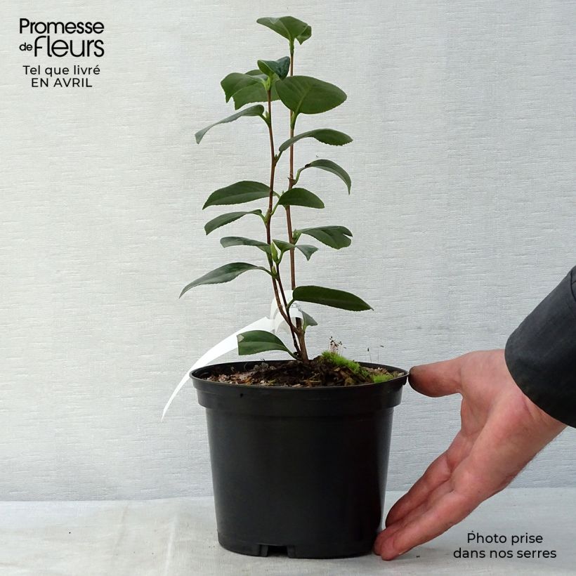 Exemplar von Camellia Look Away - Kamelie Topf mit 2L/3L wie im Frühjahr geliefert