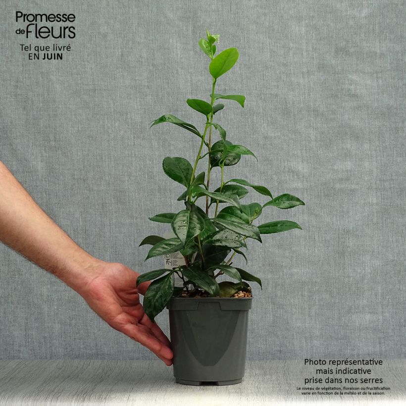 Exemplar von Camellia Nuccio s Pearl - Kamelie Topf mit 2L/3L wie im Sommer geliefert