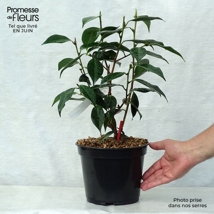 Exemplar von Camellia Royal Velvet - Kamelie Topf mit 4L/5L wie im Sommer geliefert