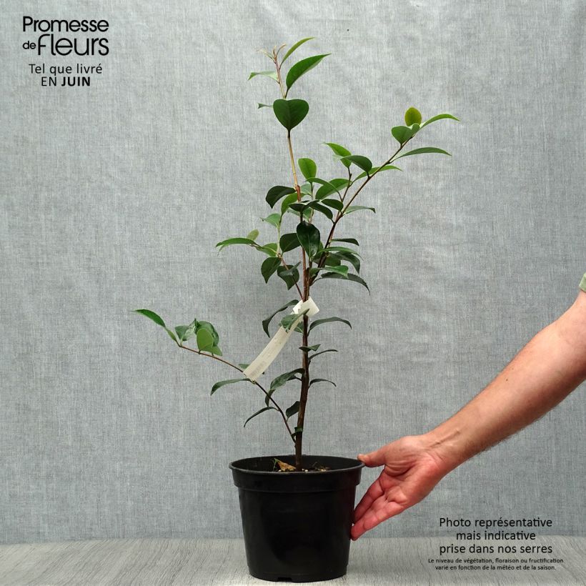 Exemplar von Camellia williamsonii Spring Daze - Kamelie Topf mit 4L/5L wie im Sommer geliefert