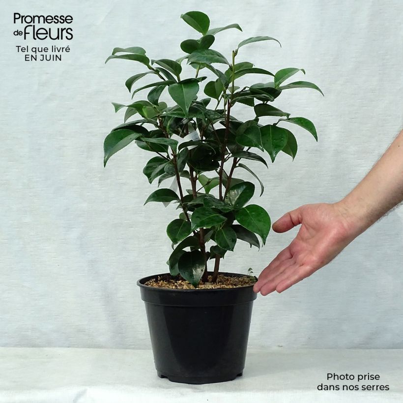 Exemplar von Camellia Tom Pouce - Kamelie Topf mit 4L/5L wie im Sommer geliefert