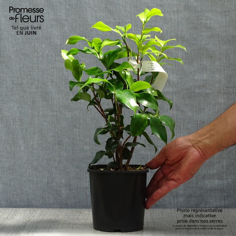 Exemplar von Camellia Jury's Yellow - Japanische Kamelie Topf mit 1,5L/2L wie im Sommer geliefert