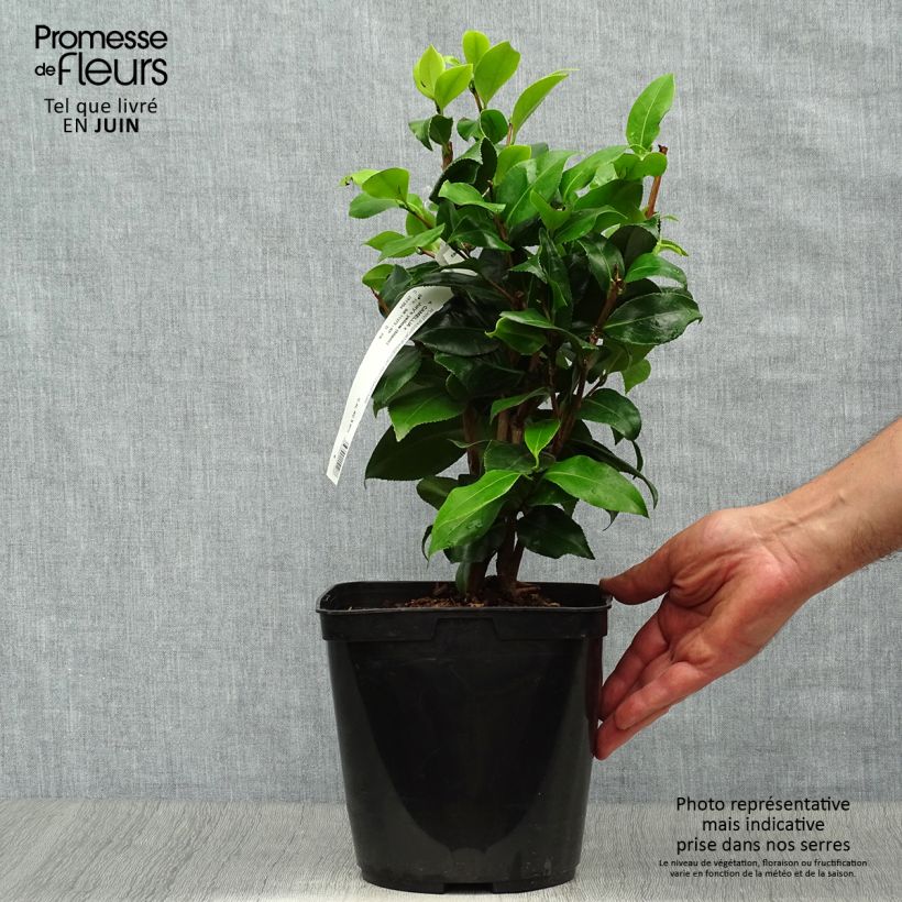 Exemplar von Camellia Jury's Yellow - Japanische Kamelie Topf mit 3L/4L wie im Sommer geliefert