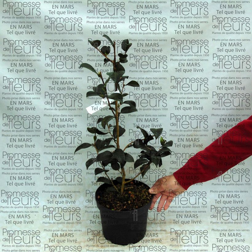 Beispiel eines Exemplars von Camellia Gay Border - Kamelie Topf mit 4L/5L wie geliefert