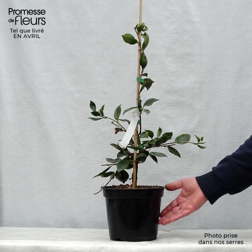 Exemplar von Camellia sasanqua Showa no Sakae - Herbstblühende Kamelie Topf mit 4L/5L wie im Frühjahr geliefert
