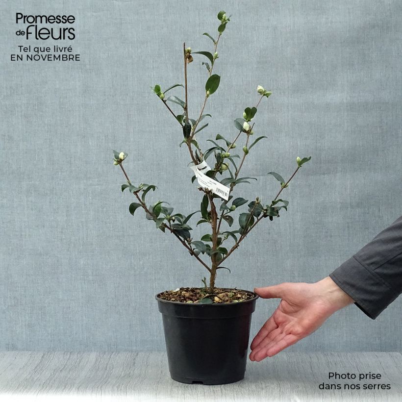 Exemplar von Camellia sasanqua Survivor - Herbstblühende Kamelie Topf mit 4L/5L wie im Herbst geliefert