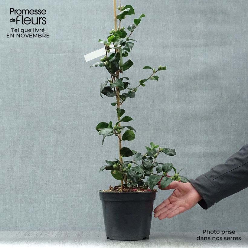 Exemplar von Camellia hiemalis Bonanza - Kamelie Topf mit 3L/4L wie im Herbst geliefert