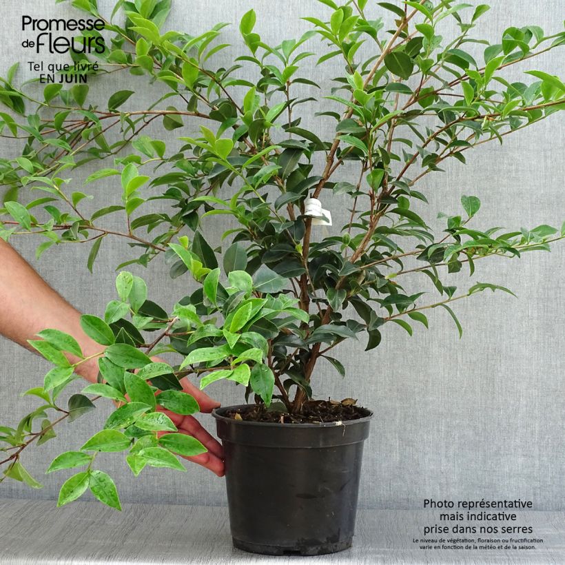 Exemplar von Camellia Fuji no Yuki - Kamelie Topf mit 4L/5L wie im Sommer geliefert