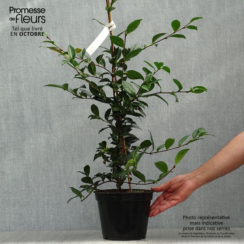Exemplar von Camellia sasanqua Early Pearly - Herbstblühende Kamelie Topf mit 4L/5L wie im Herbst geliefert