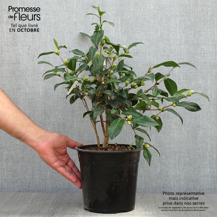 Exemplar von Camellia sasanqua Hinode-Gumo - Herbstblühende Kamelie Topf mit 4L/5L wie im Herbst geliefert