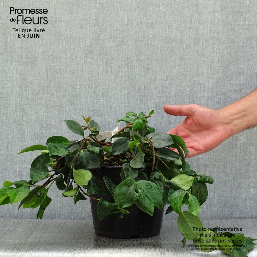 Exemplar von Camellia sasanqua Waterfall Pink - Herbstblühende Kamelie Topf mit 4L/5L wie im Sommer geliefert