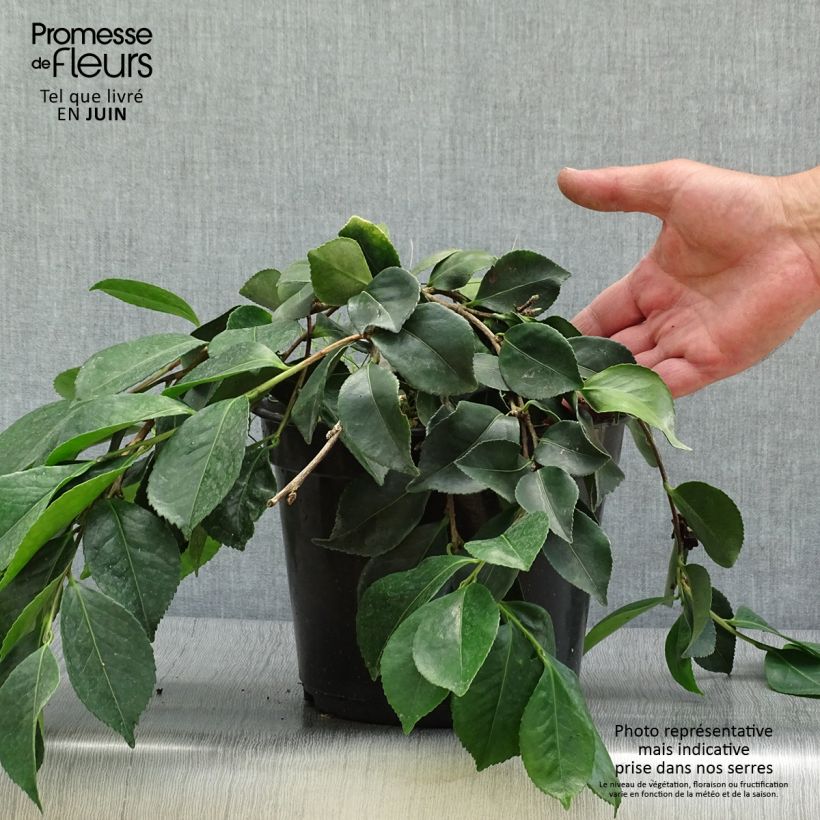 Exemplar von Camellia sasanqua Waterfall White - Herbstblühende Kamelie Topf mit 4L/5L wie im Sommer geliefert