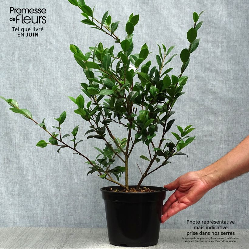 Exemplar von Camellia Yuletide - Kamelie Topf mit 4L/5L wie im Sommer geliefert