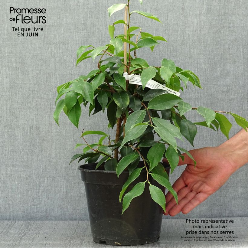 Exemplar von Camellia sasanqua Yume - Herbstblühende Kamelie Topf mit 4L/5L wie im Sommer geliefert
