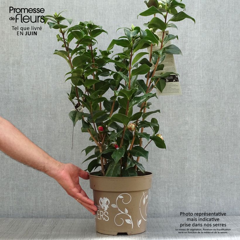 Exemplar von Camellia Three Sisters Mix - Japanische Kamelie Topf mit 6L/7L wie im Sommer geliefert