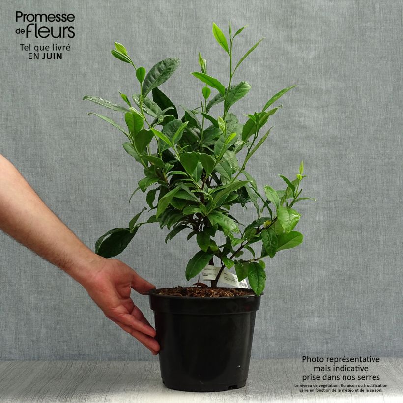 Exemplar von Camellia sinensis - Chinesischer Teestrauch Topf mit 4L/5L wie im Sommer geliefert