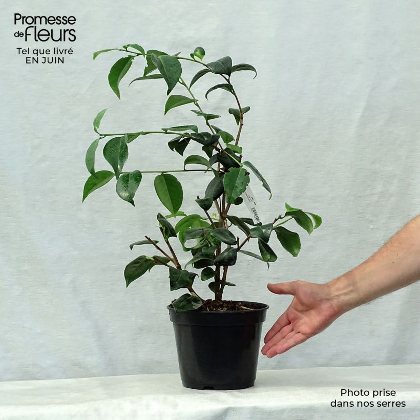 Exemplar von Camellia Betty's Beauty - Kamelie Topf mit 4L/5L wie im Sommer geliefert