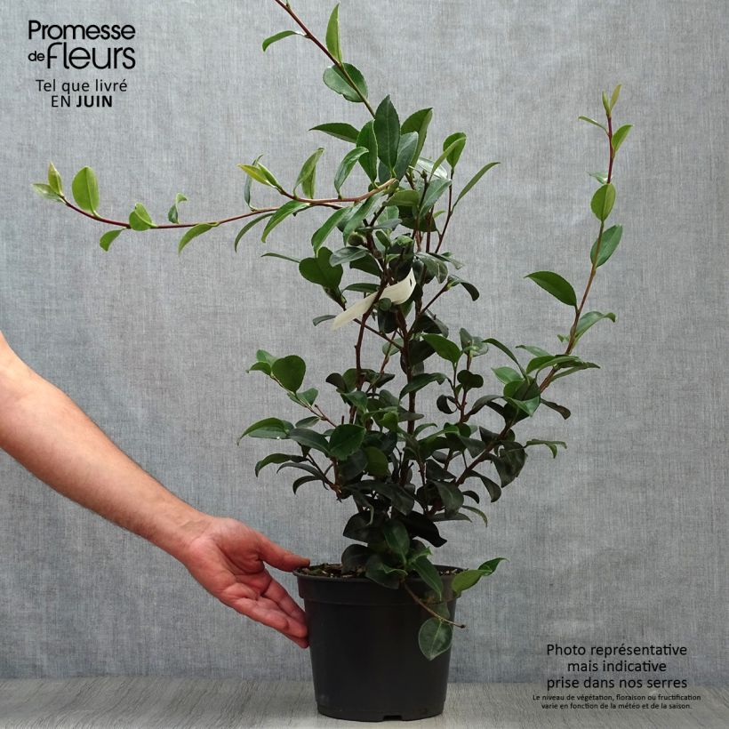 Exemplar von Camellia sasanqua Belinda - Herbstblühende Kamelie Topf mit 4L/5L wie im Sommer geliefert