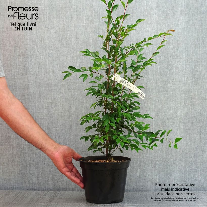 Exemplar von Camellia transnokoensis Topf mit 4L/5L wie im Sommer geliefert