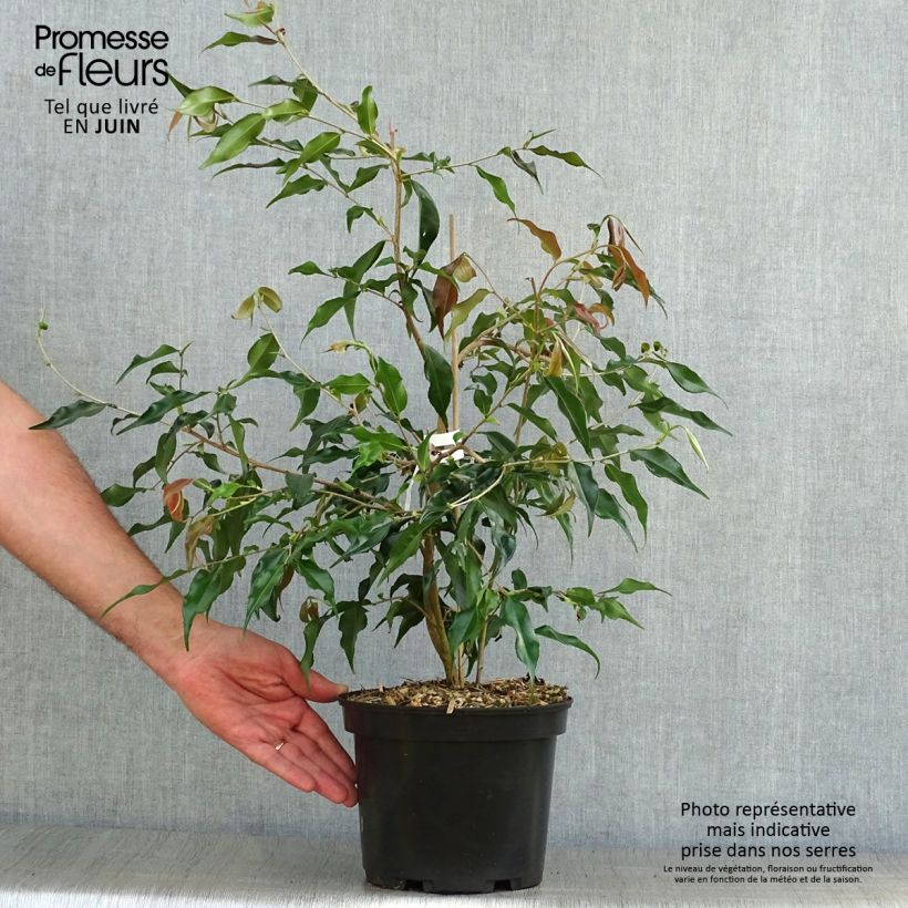 Exemplar von Camellia tsaii Topf mit 4L/5L wie im Sommer geliefert