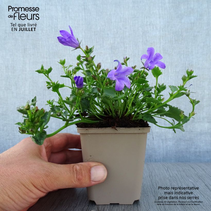 Exemplar von Campanula poscharskyana Resholt Variety - Hängepolster-Glockenblume Kleine Töpfe von 8/9 cm wie im Sommer geliefert