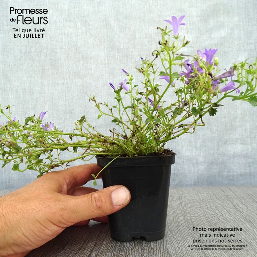 Exemplar von Campanula poscharskyana Stella - Hängepolster-Glockenblume Kleine Töpfe von 8/9 cm wie im Sommer geliefert