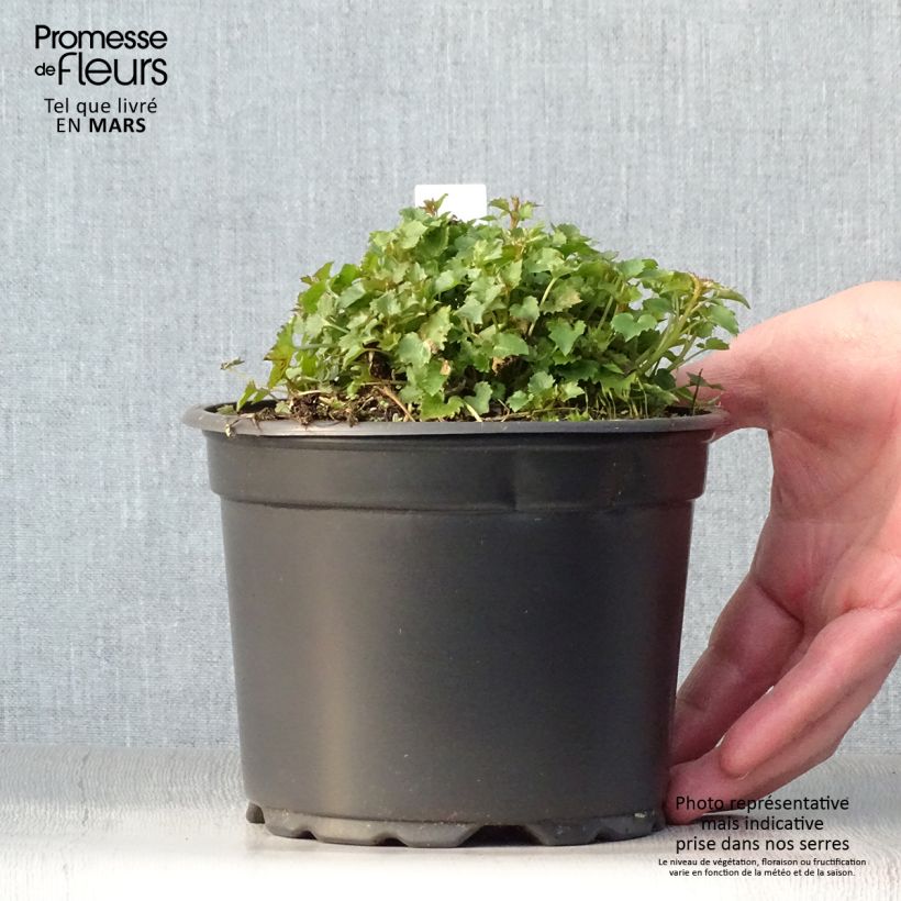 Exemplar von Campanula poscharskyana Stella - Hängepolster-Glockenblume Topf mit 2L/3L wie im Frühjahr geliefert