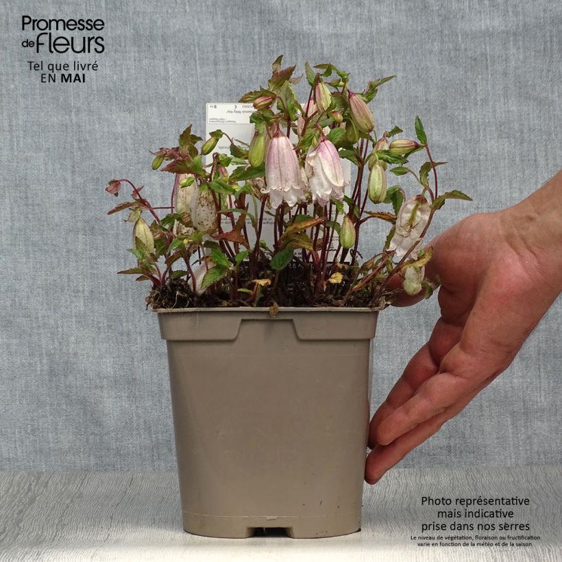 Exemplar von Campanula punctata Milky Way - Pyramiden-Glockenblume Topf mit 2L/3L wie im Frühjahr geliefert