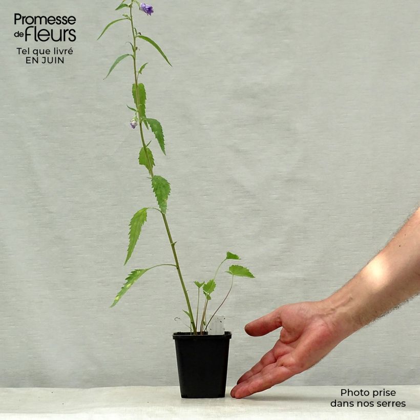 Exemplar von Campanula trachelium Bernice - Nesselblättrige Glockenblume Kleine Töpfe von 8/9 cm wie im Sommer geliefert