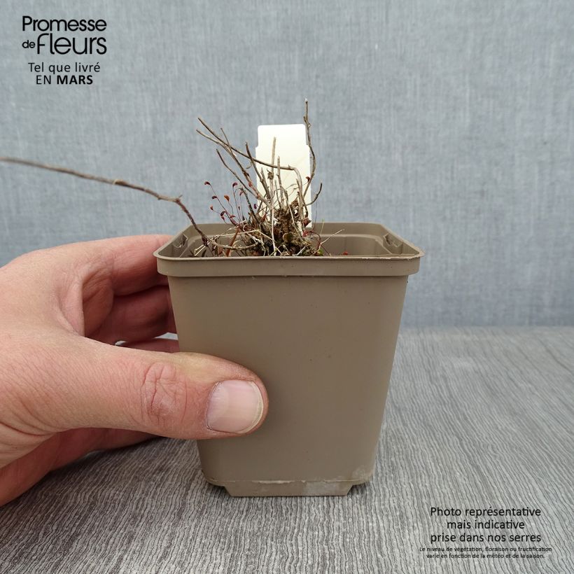 Exemplar von Campanula pulloides G.F. Wilson - Glockenblume Kleine Töpfe von 8/9 cm wie im Winter geliefert