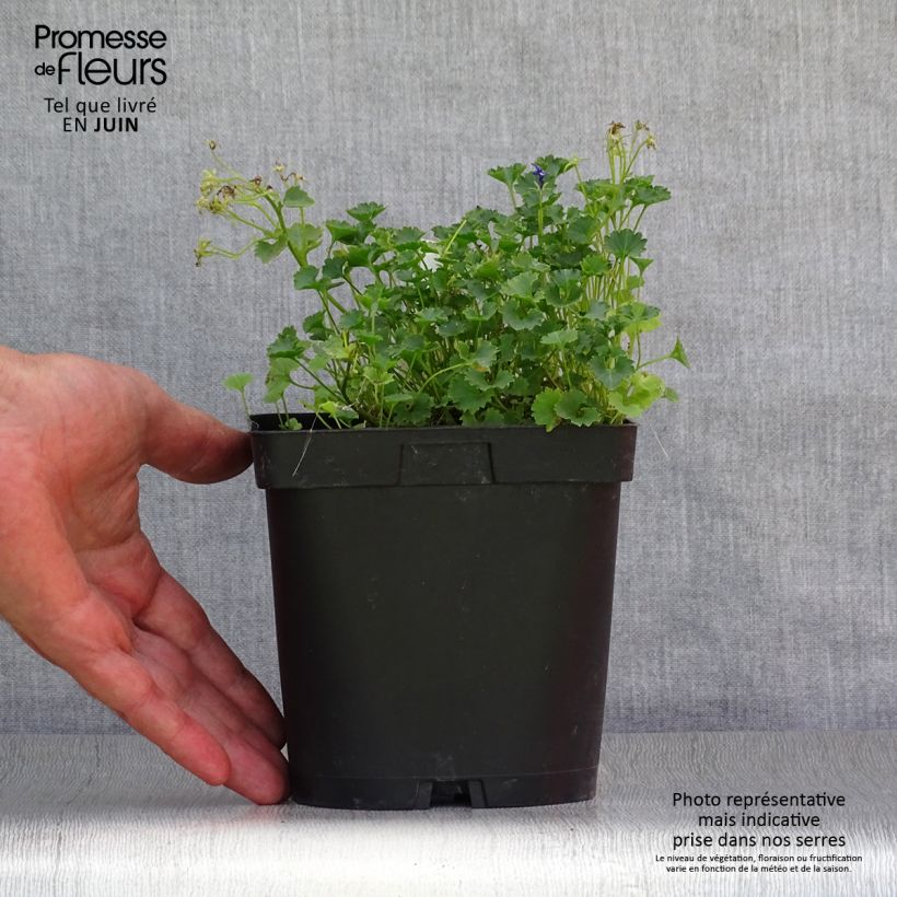 Exemplar von Dalmatiner Glockenblume - Campanula portenschlagiana Topf mit 2L/3L wie im Sommer geliefert