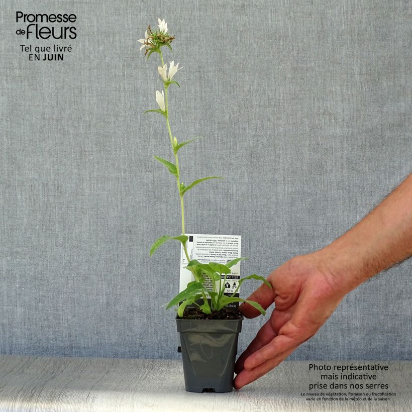 Exemplar von Campanula glomerata Alba - Knäuel-Glockenblume Kleine Töpfe von 8/9 cm wie im Sommer geliefert