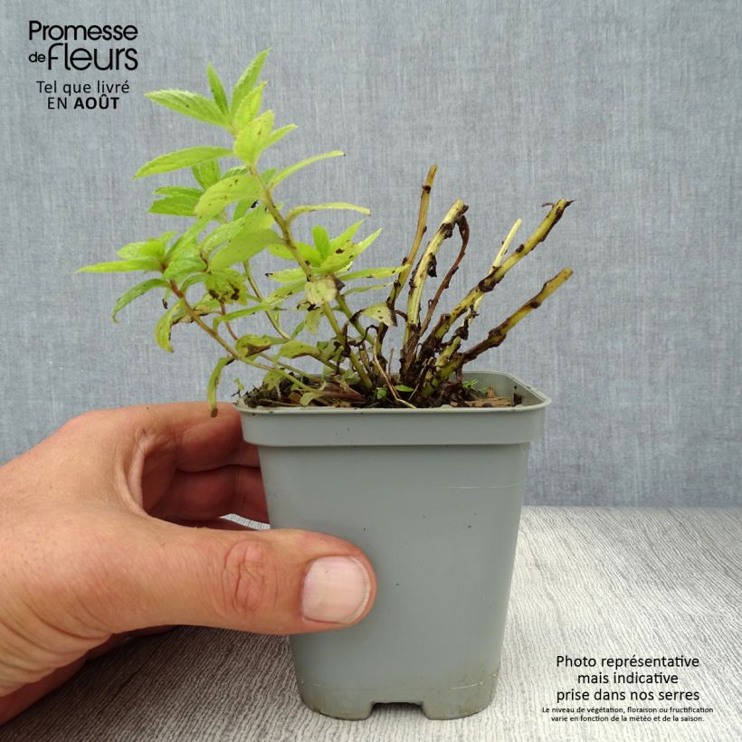 Exemplar von Dolden-Glockenblume Prichard s variety - Campanula lactiflora Kleine Töpfe von 8/9 cm wie im Sommer geliefert