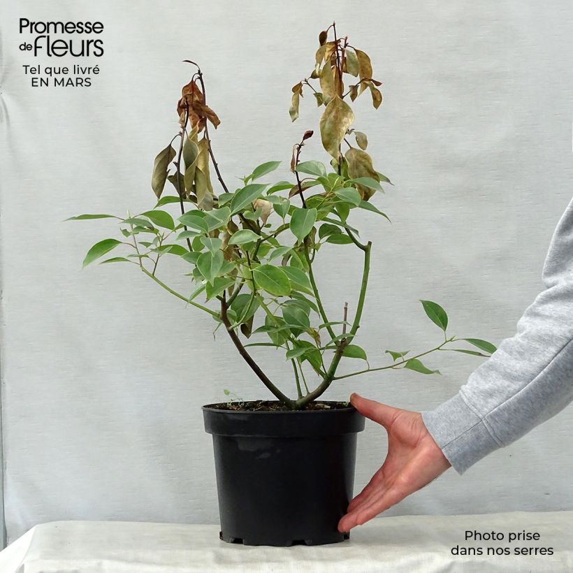 Exemplar von Cinnamomum camphora - Kampferbaum Topf mit 2L/3LGelieferte Höhe ca. 50/60cm wie im Frühjahr geliefert