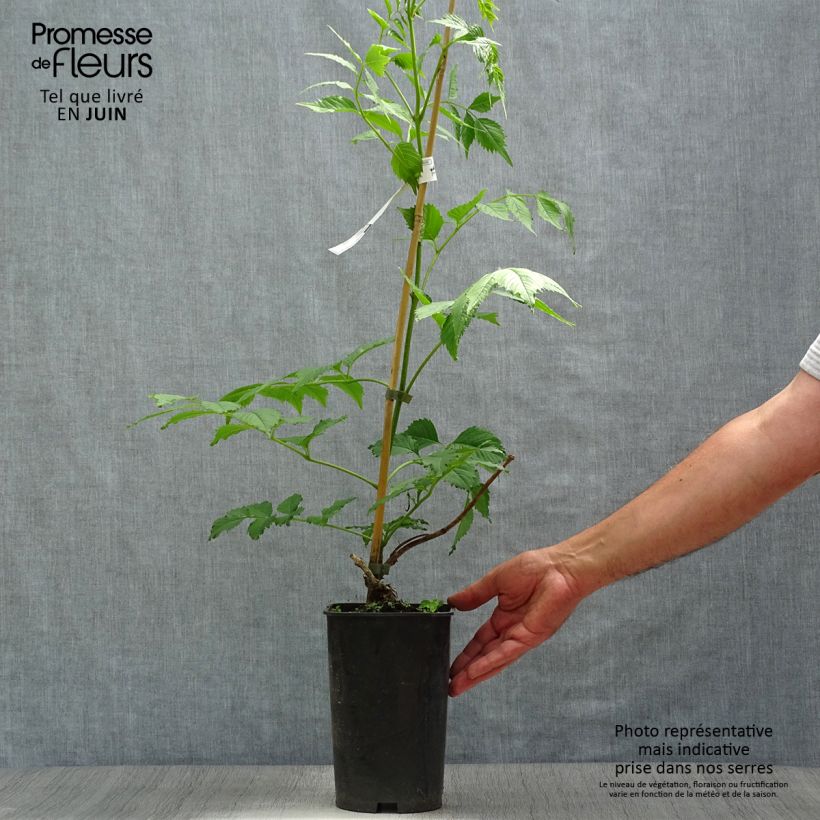 Exemplar von Campsis grandiflora - Chinesische Klettertrompete Topf mit 2L/3L wie im Sommer geliefert