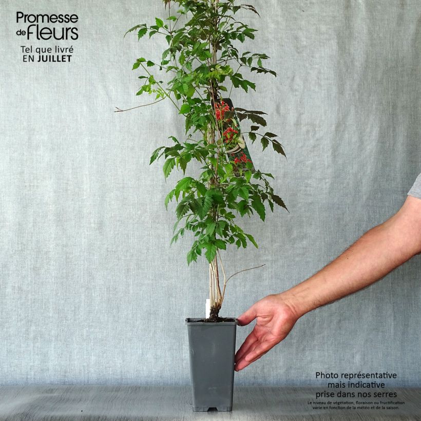 Exemplar von Campsis radicans - Amerikanische Klettertrompete Topf mit 2L/3L wie im Sommer geliefert