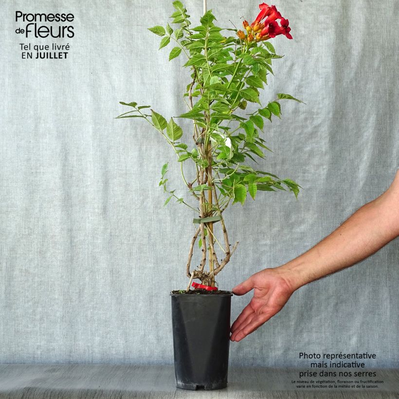 Exemplar von Campsis radicans Stromboli - Amerikanische Klettertrompete Topf mit 2L/3L wie im Sommer geliefert