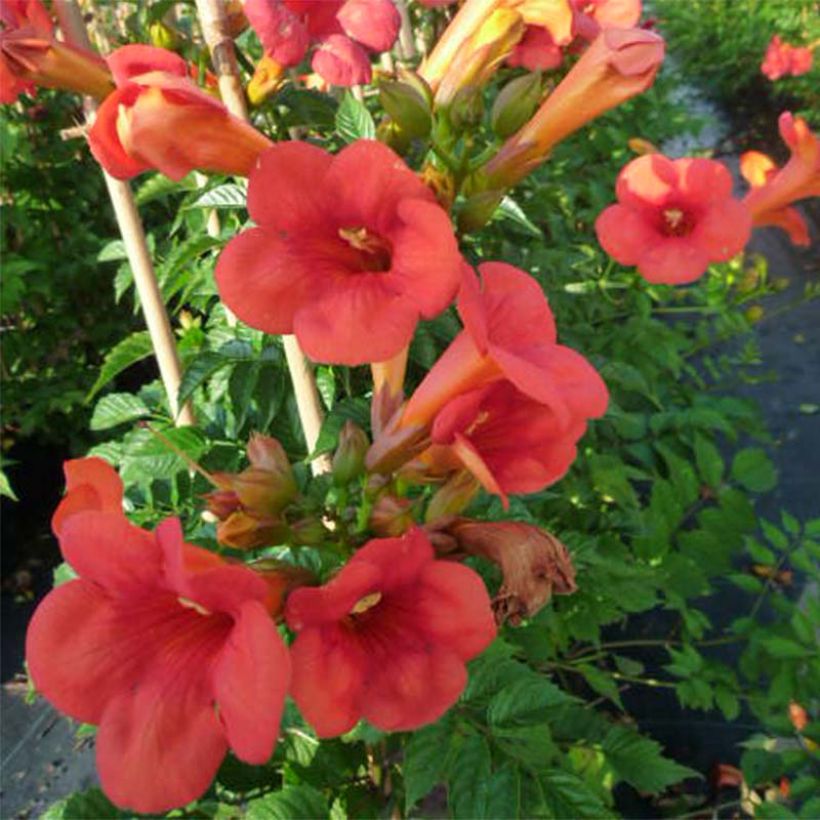 Campsis tagliabuana Madame Galen - Große Klettertrompete (Blüte)